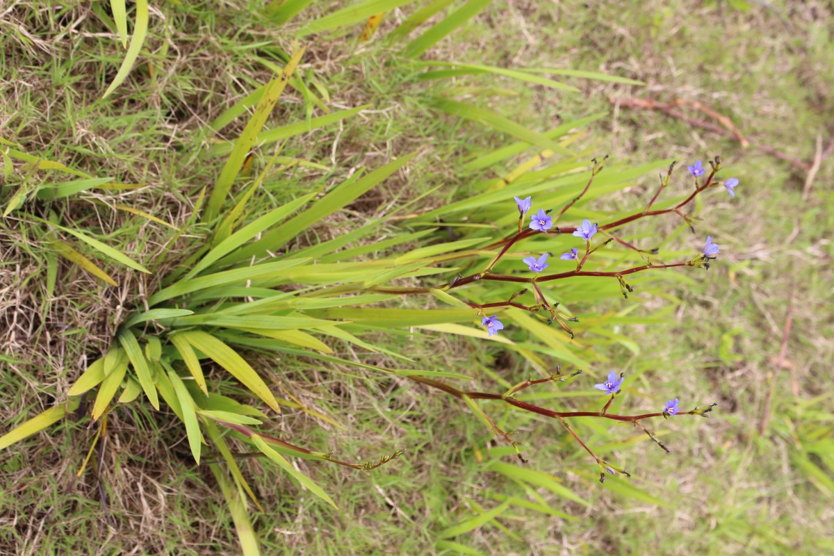 Aristea ecklonii Baker